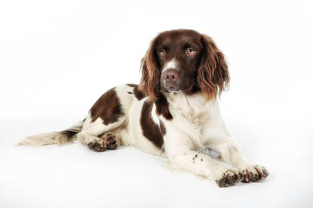 springer spaniel inglês - springer spaniel dog pets animal imagens e fotografias de stock