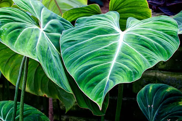 large philodendron leaves in a greenhouse, spring morning