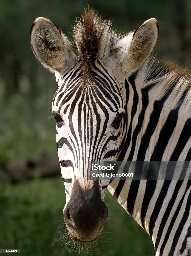 Zeb - Foto de stock de Animal libre de derechos