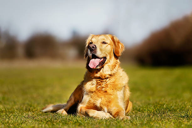 istock Purebred dog lying on the grass 483262237