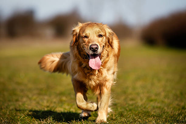 istock Purebred dog running towards camera 483262277