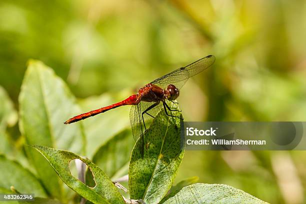 Ruby Meadowhawk Dragonfly Perched On A Leaf Stock Photo - Download Image Now - 2015, Animal Abdomen, Animal Body Part