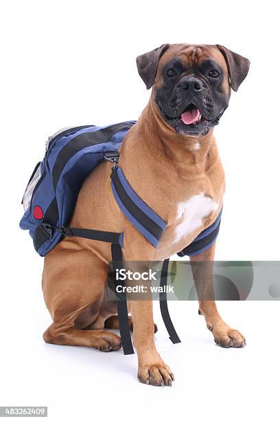 Schooldog Foto de stock y más banco de imágenes de Perro - Perro, Mochila - Bolsa, Comienzo del año escolar