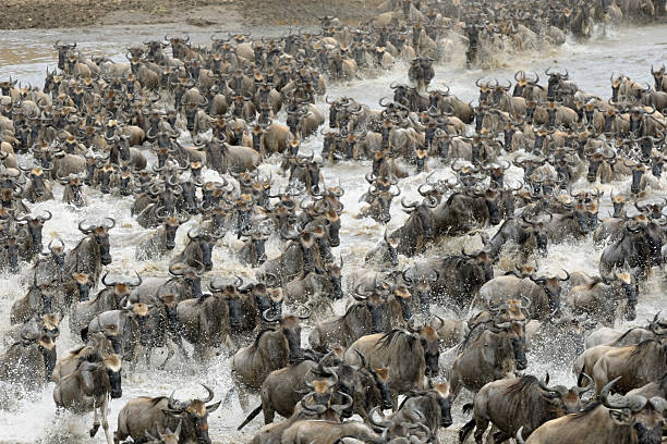 Wildebeest crossing the Mara river stock photo