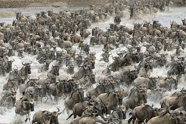 Wildebeest herd crossing the Mara river in Northern Serengeti