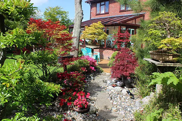 Photo showing a path made from stepping stones and grey Caledonian pebbles.  The pathway is part of a small Japanese back garden, with maples (acer palmatum trees), bamboo, bonsai trees and small azaleas.  The house and its conservatory can be seen at the rear of the garden, with seats on the decking.