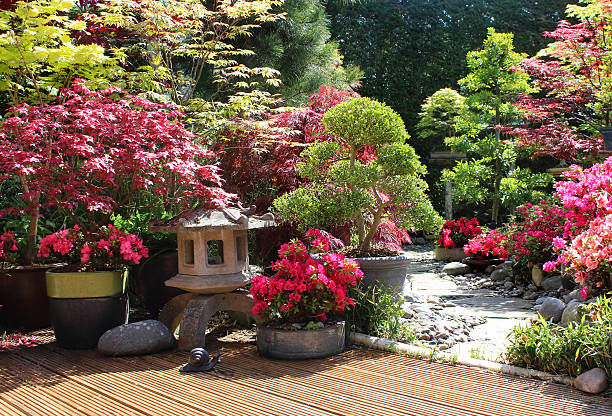 istock Image of decking, cloud-tree, maples and azaleas in Japanese garden 483263308