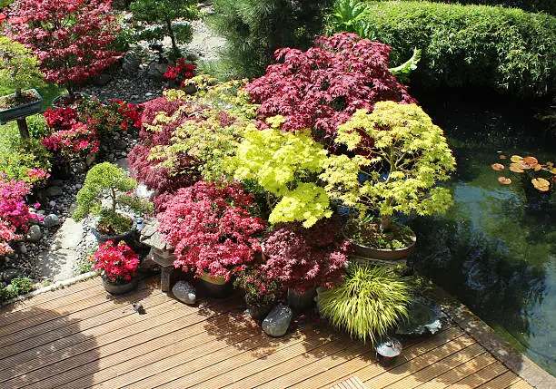 Photo showing a group of Japanese maples that are growing in pots, positioned in a sunny corner on the garden decking, right next to the koi pond in an oriental style garden, where there are also lots of azaleas in full flower.
