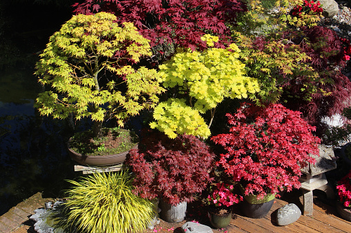 Photo showing some pots containing large and small Japanese maples (varieties of acer palmatum and acer shirasawanum), along with some variegated golden hakone grass (Latin name: hakonechloa macra 'aureola').