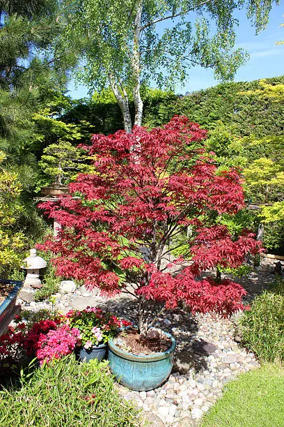 Photo showing a large Japanese maple with red / purple leaves (Latin name: (acer palmatum atropurpureum), which is growing in a blue pot in an oriental garden, with lanterns, bamboo, bonsai trees, pebbles and azaleas.