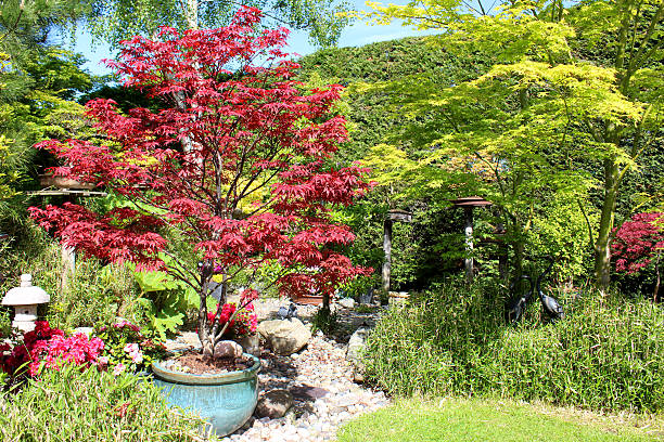 Image of Japanese garden with red / green maples (acer-palmatum trees) Photo showing part of a Japanese garden that features a series of acers / maples, with red and green leaves.  Pictured is a red Japanese maple (acer palmatum atropurpureum 'Skeeter's Broom'), planted in a pot with a blue glaze finish and growing next to a hedge of dwarf bamboo. japanese maple stock pictures, royalty-free photos & images