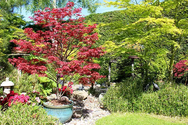 Photo showing part of a Japanese garden that features a series of acers / maples, with red and green leaves.  Pictured is a red Japanese maple (acer palmatum atropurpureum 'Skeeter's Broom'), planted in a pot with a blue glaze finish and growing next to a hedge of dwarf bamboo.