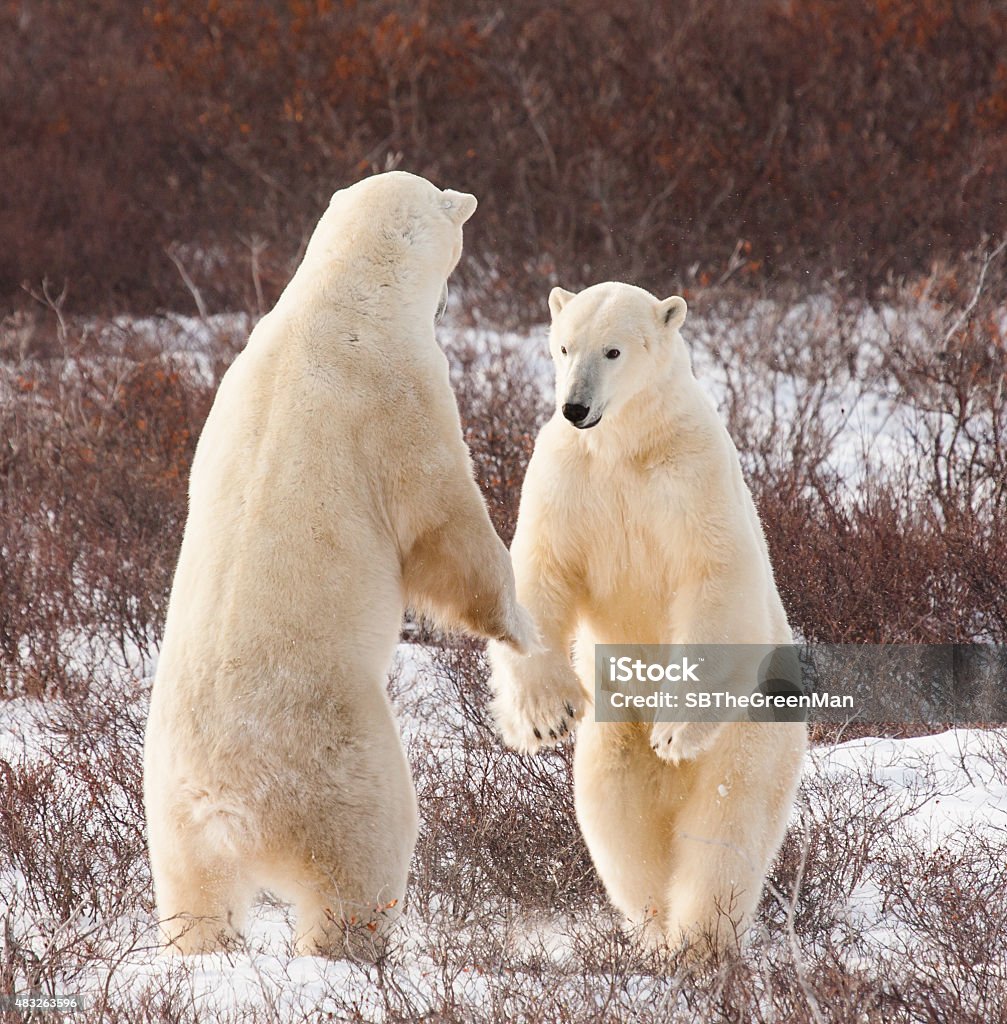 Gấu Bắc Cực Đấm Bốc Hình ảnh Sẵn có - Tải xuống Hình ảnh Ngay bây ...