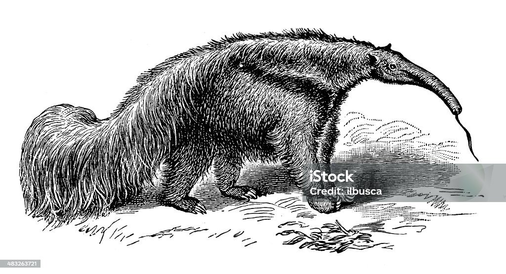 Anticuario ilustración del oso hormiguero gigante (Myrmecophaga tridactyla) - Ilustración de stock de Grande libre de derechos