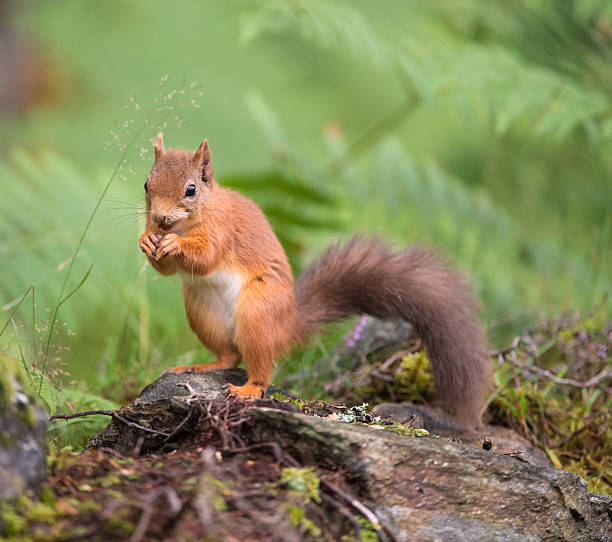 istock Red Squirrel eating in woodland 483263868