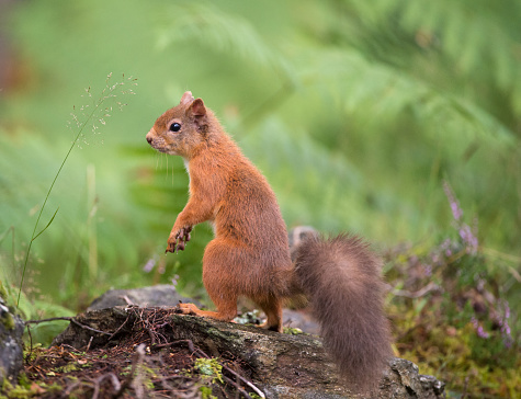 Wild Red squirrel sitting on its hind legs  in a green woodland forest setting