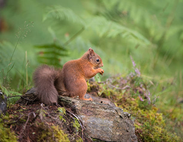 istock Red Squirrel sitting in woodland 483263876