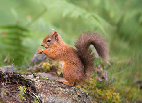 Wild Red squirrel sitting on its hind legs eating nuts in a green woodland forest setting