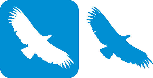 Blue Condor Icon Vector illustration of two blue condor icons. One is white on a blue square with rounded corners and one is blue on a white background. condor stock illustrations