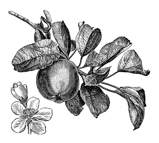 ilustrações, clipart, desenhos animados e ícones de antigo ilustração de macieira - apple flowers