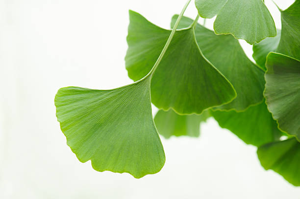 gingko hojas - ginkgo ginkgo tree chinese medicine healthcare and medicine fotografías e imágenes de stock