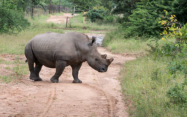 istock white rhino at the kruger park 483264387