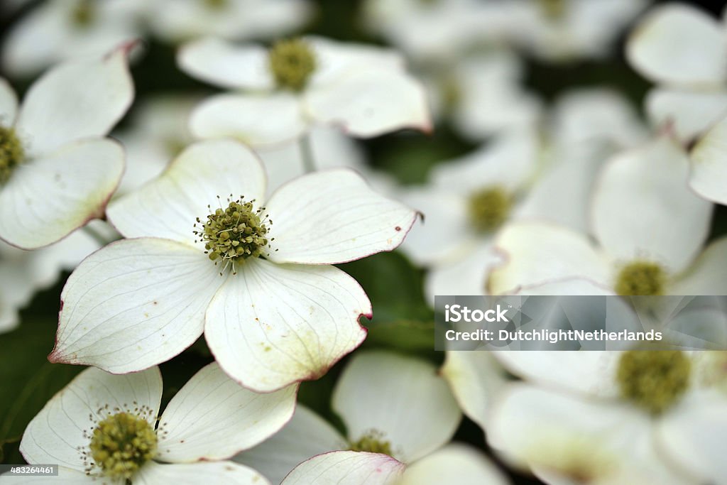 Eastern flowering dogwood or Cornus. Eastern flowering dogwood or Cornus in the Netherlands. Arrowwood Stock Photo