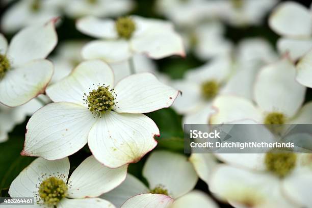 Eastern Flowering Dogwood Or Cornus Stock Photo - Download Image Now - Arrowwood, Blossom, Botany