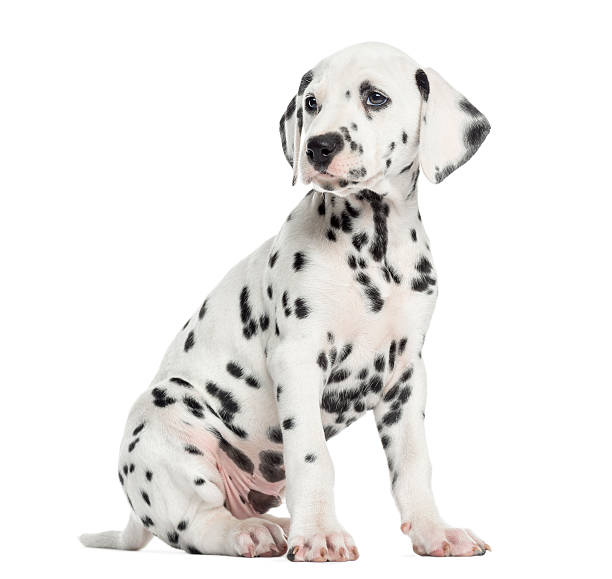 istock Dalmatian puppy sitting, looking away, isolated 483264549