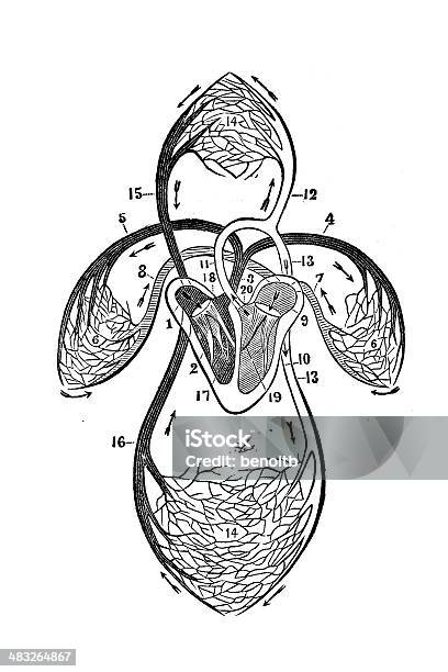 Ilustración de Órganos Humanos De Circulación y más Vectores Libres de Derechos de Capilar - Vaso sanguíneo - Capilar - Vaso sanguíneo, Anatomía, Anticuado