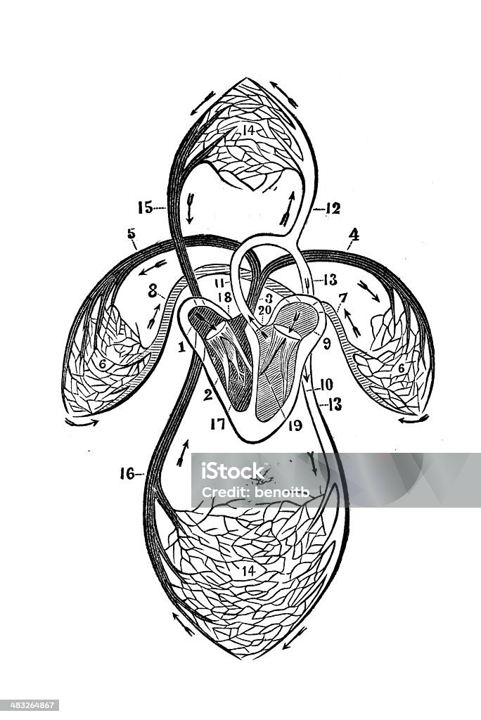 Órgãos humanos de circulação - Royalty-free Capilar - Vaso sanguíneo Ilustração de stock