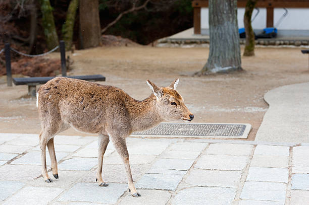 istock Deer in Nara Park, Japan 483265983