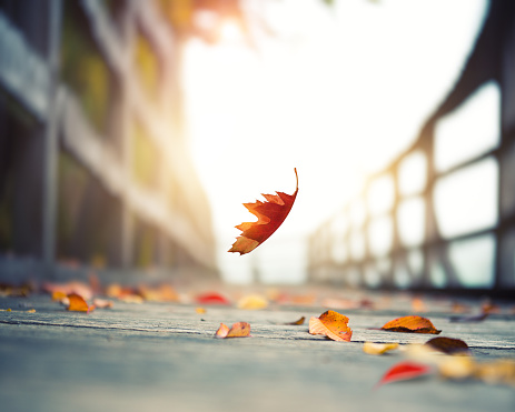 Idyllic autumn scene: Autumn leaf falling on wooden footpath by the lake.
