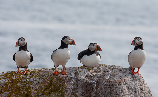four puffins loitering on a loafing rock by the ocean