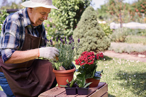 istock Senior man replanting flowers and herbs 483270598