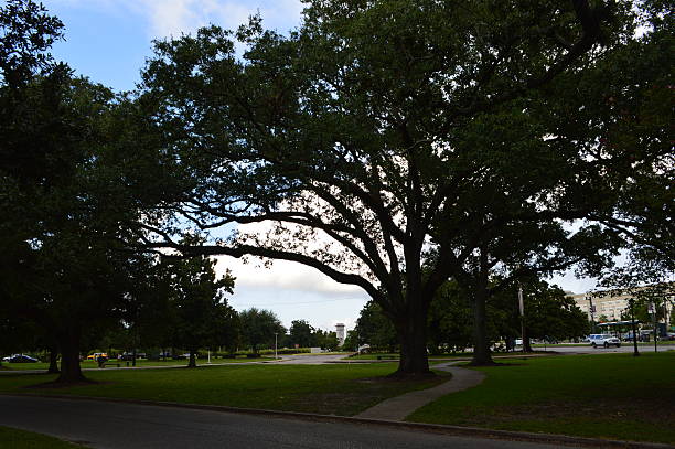 istock New Orleans, Louisiana Oak trees with an evening sky 483270908