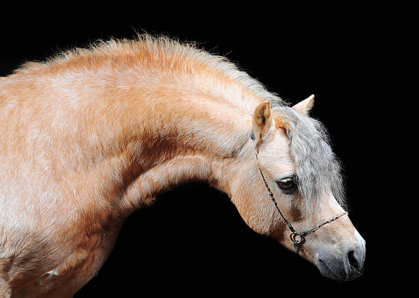 istock palomino welsh pony studio portrait 483271108