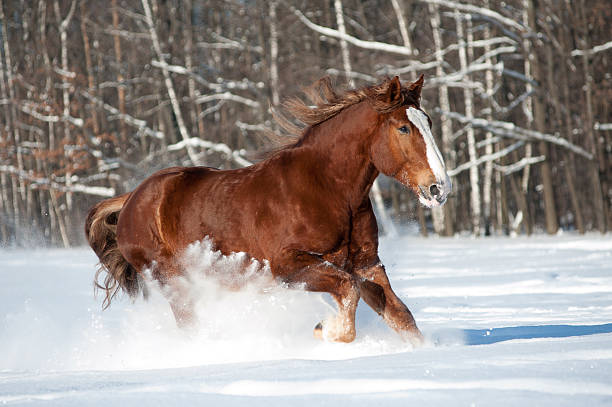 istock heavy horse runs in winter 483271144