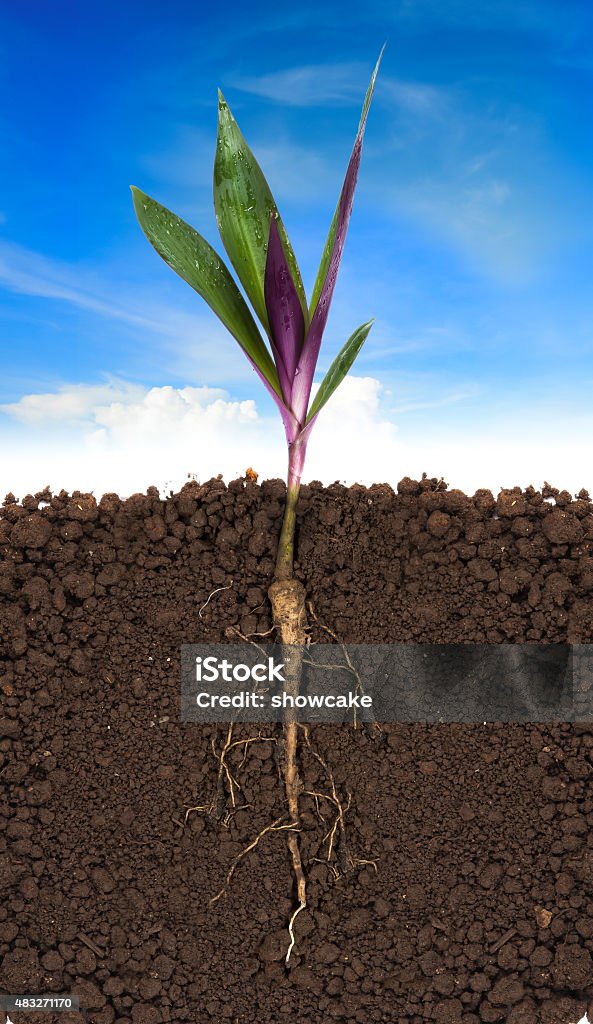 young plant with exposed roots in soil and blue sky Underground Stock Photo