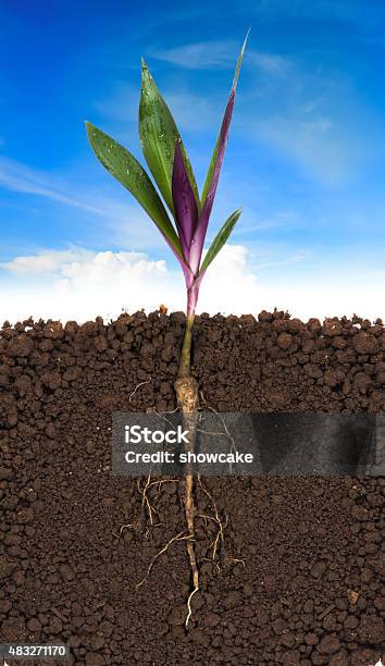 Young Plant With Exposed Roots In Soil And Blue Sky Stock Photo - Download Image Now