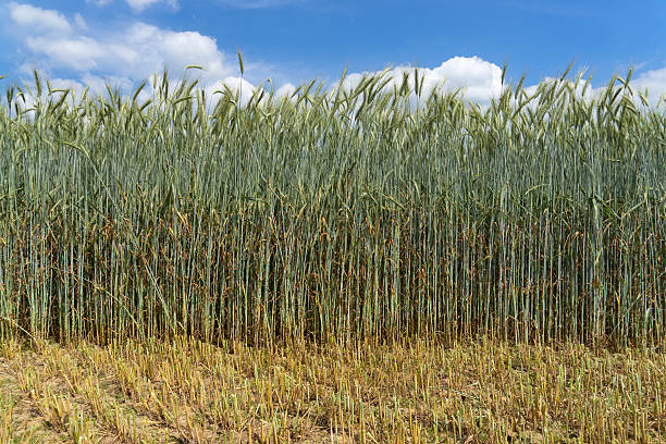 istock Green rye with very long stalk 483271390