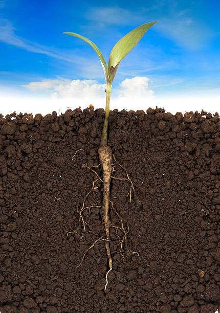 istock young plant with exposed roots in soil and blue sky 483271472
