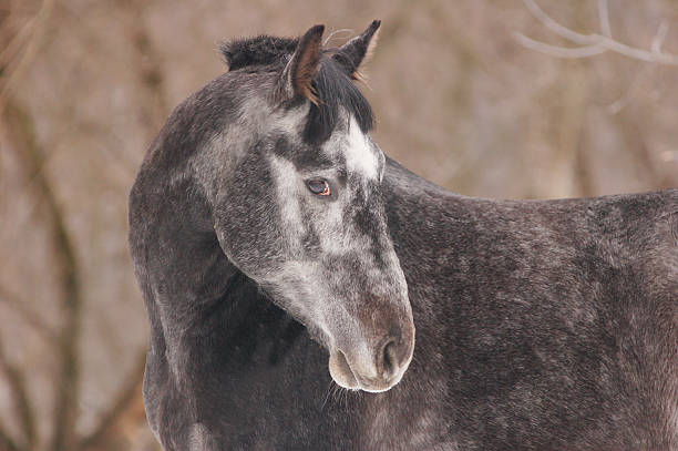istock Gray horse portrait with black bridle 483271718