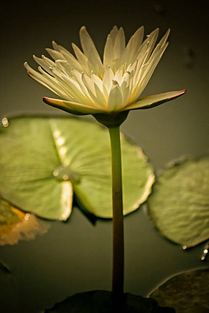 White Water Lily, White Lotus, Nymphaea pubescens White Water Lily, White Lotus, Nymphaea pubescens white lotus stock pictures, royalty-free photos & images