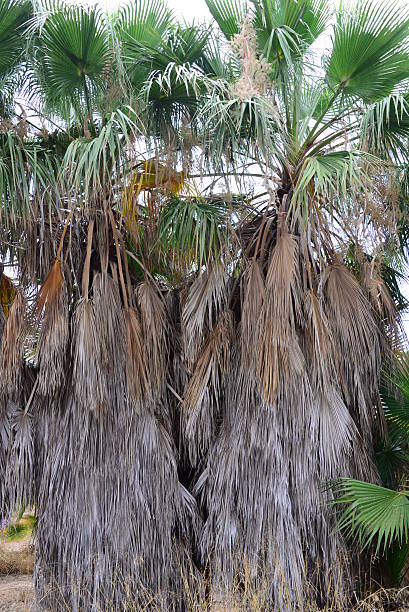 istock In the PalmEngarten - Jungle - Palm Leaves - Spain 483272034