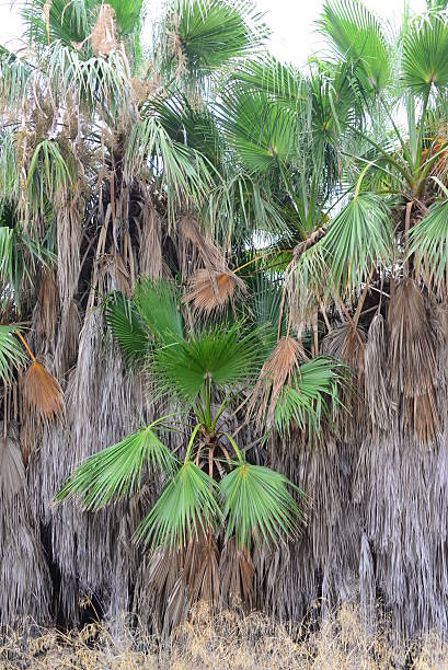 istock In the PalmEngarten - Jungle - Palm Leaves - Spain 483272036