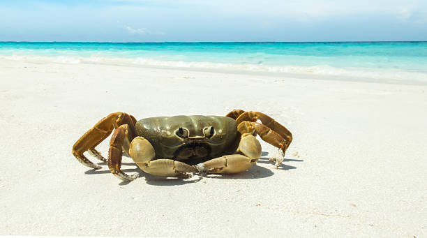 istock Chicken Crab on The Beach with Clear Sea and Sky 483274372