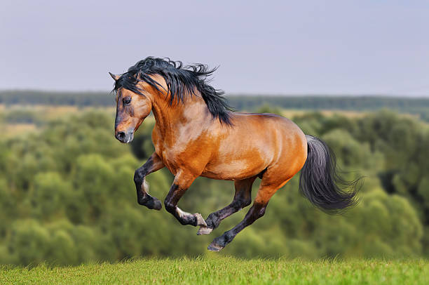 lusitano horse runs free in the field - lusitano horse fotos stockfoto's en -beelden