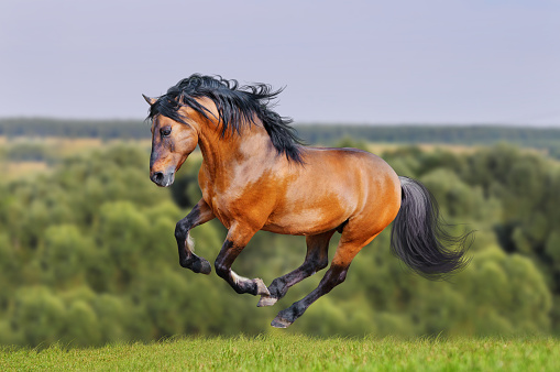 lusitano horse runs free in the field