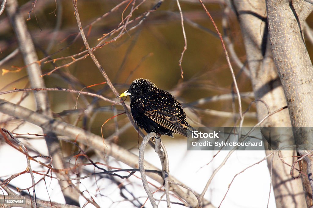 European starling European starling, Sturnus vulgaris, perched on branch on cold winter day 2015 Stock Photo